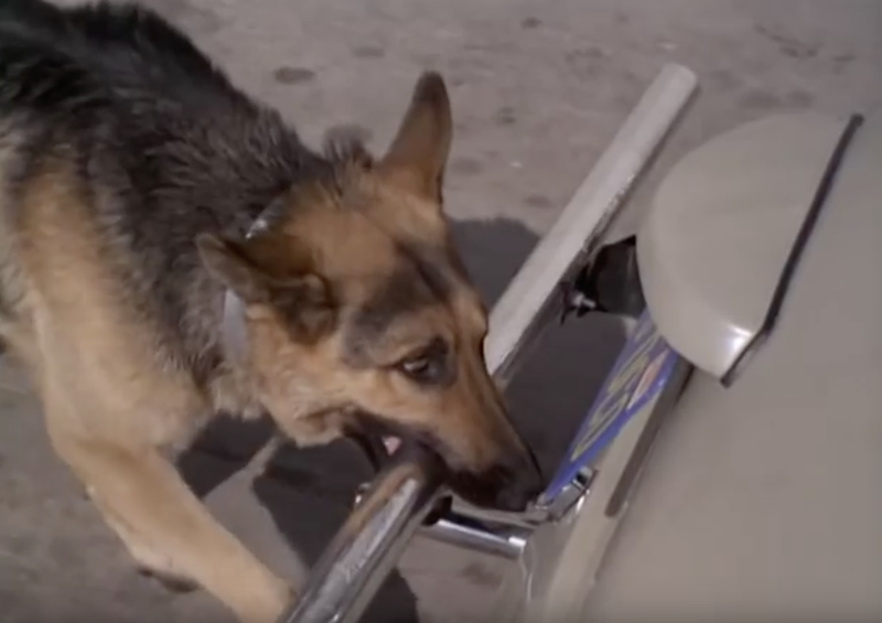 Illustration for article titled Time To Watch That Clip Of A Bionic Dog Grabbing A Volkswagen By The Bumper
